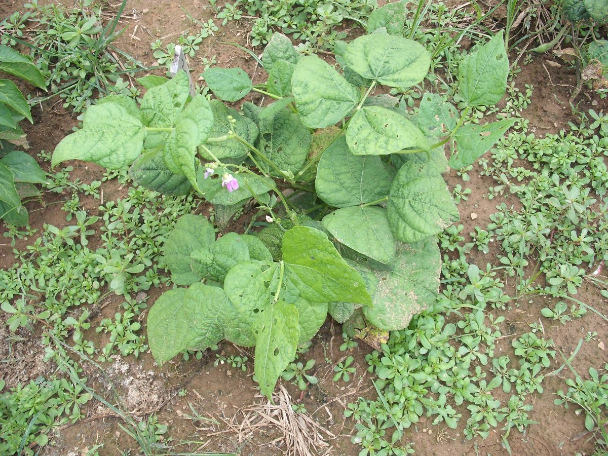 32A Bush Plant Bloom.JPG