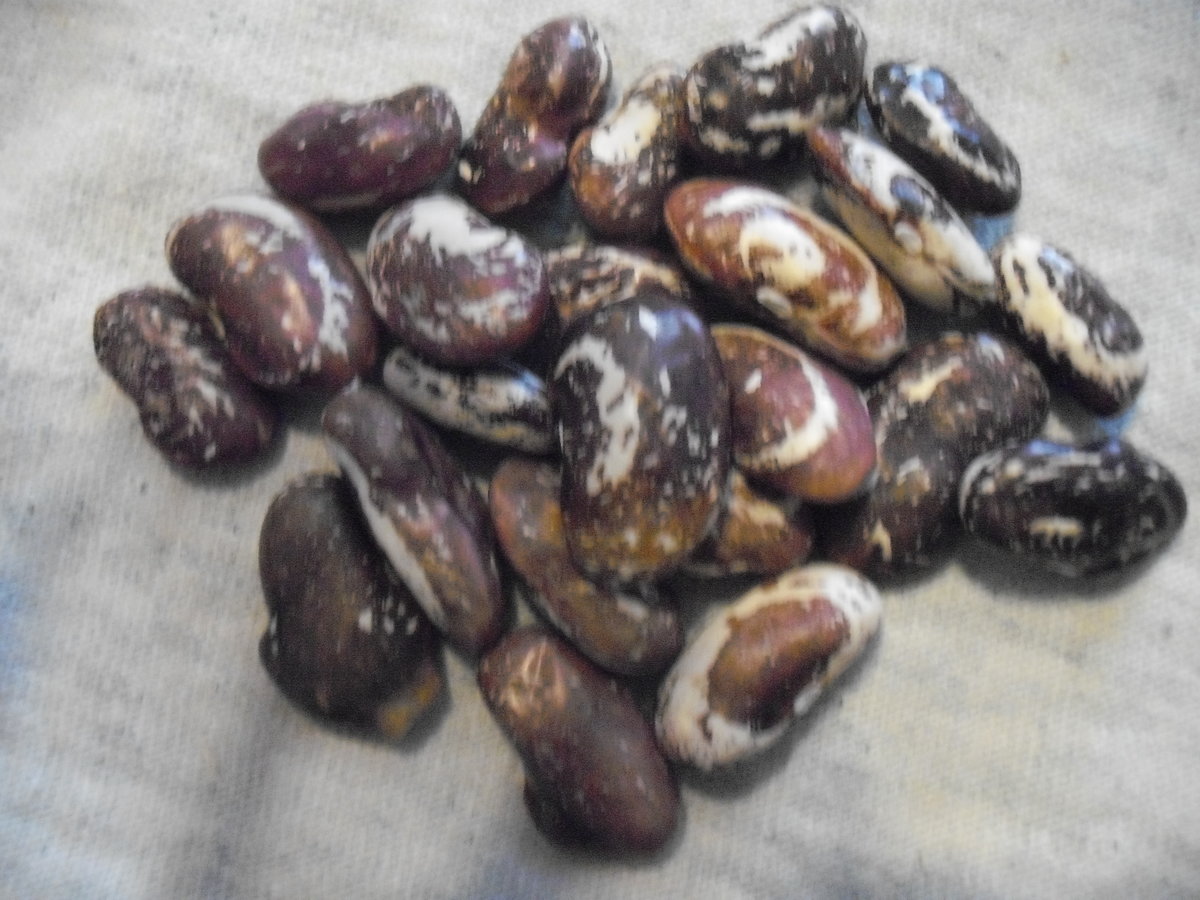 32A Pole Beans.JPG
