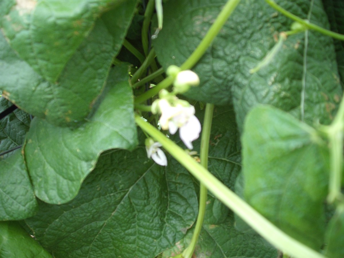 32A Pole Bloom.JPG