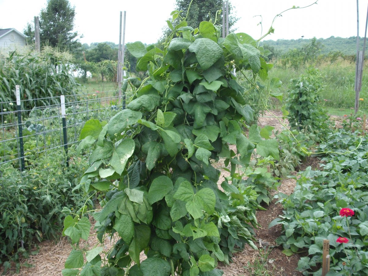 32A Pole Plant.JPG