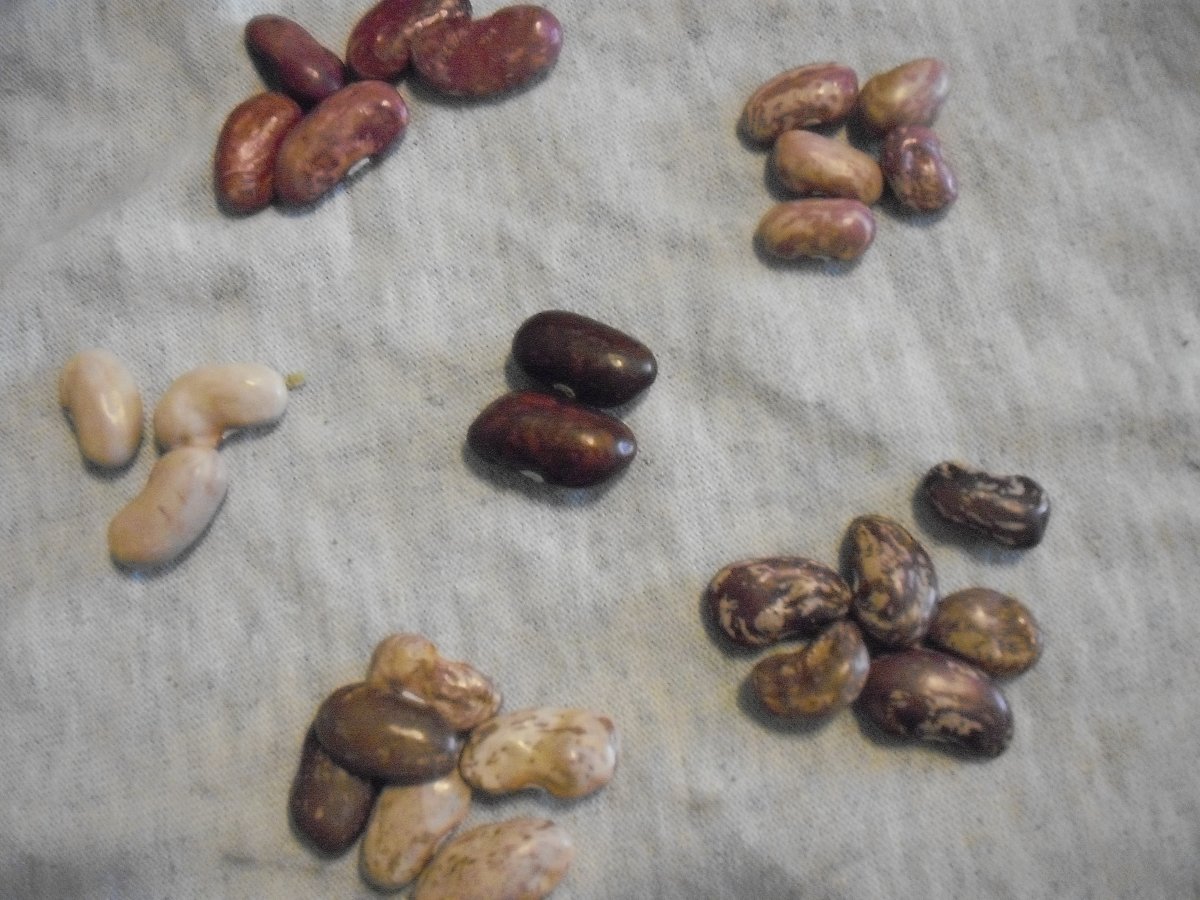 32B Beans.JPG