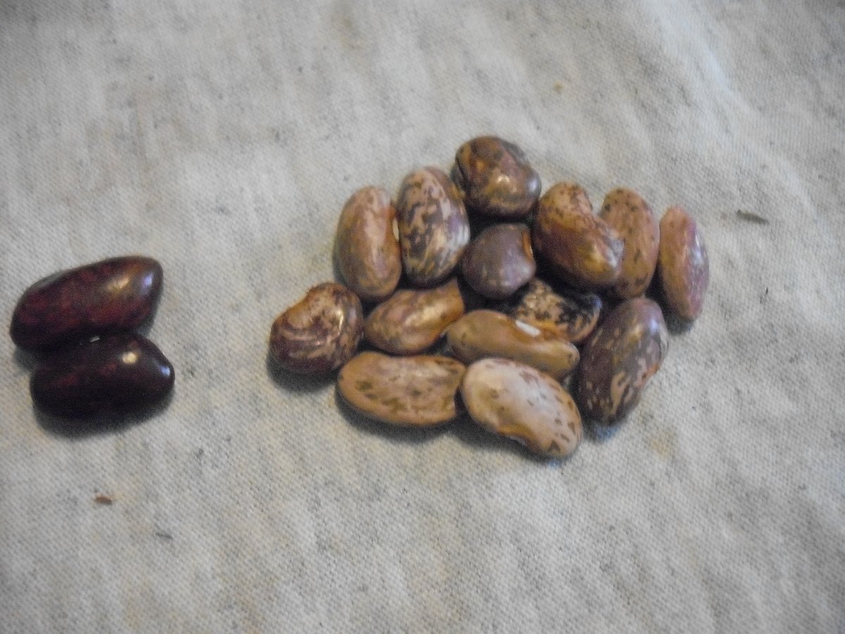 32C White Beans.JPG