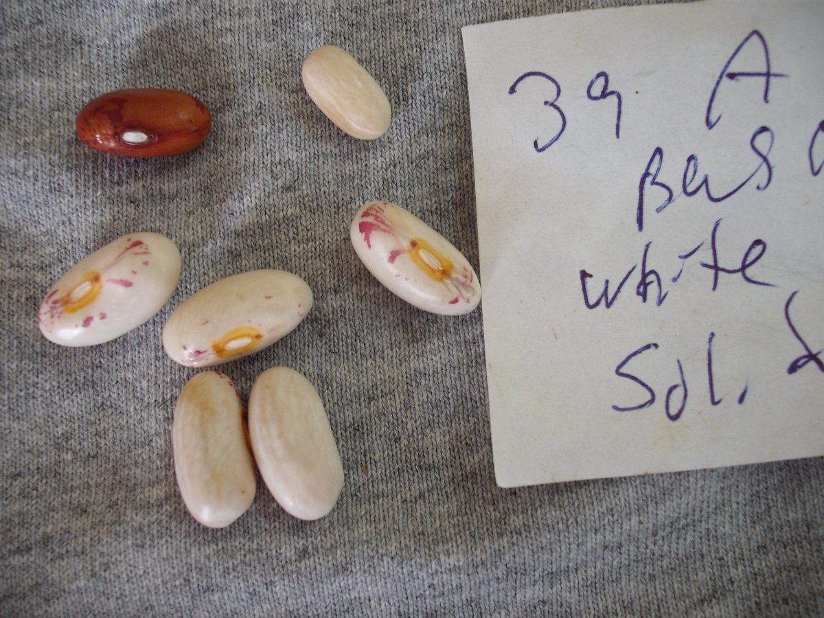 339A bush white Solid.JPG
