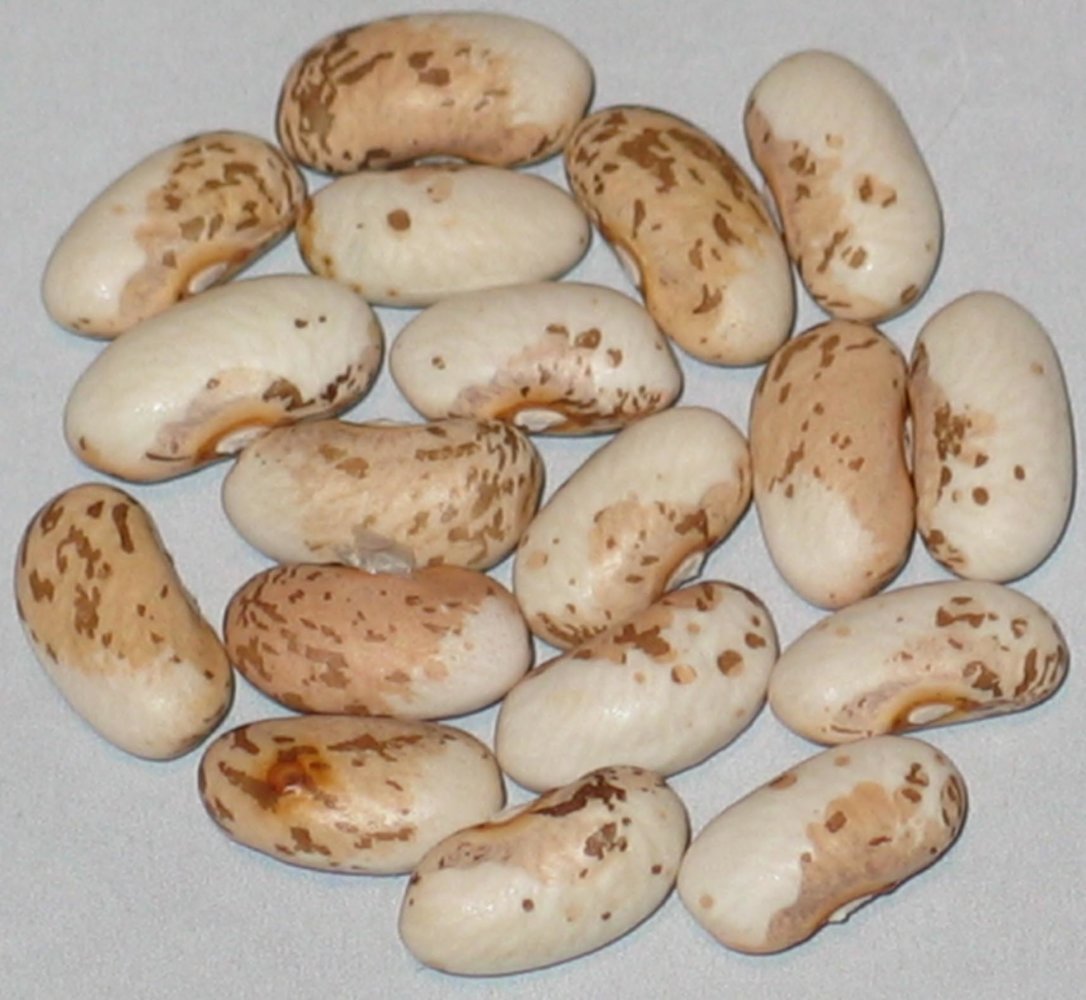 #34C-97-97A-02-#1 Cold Spring Pinto.jpg