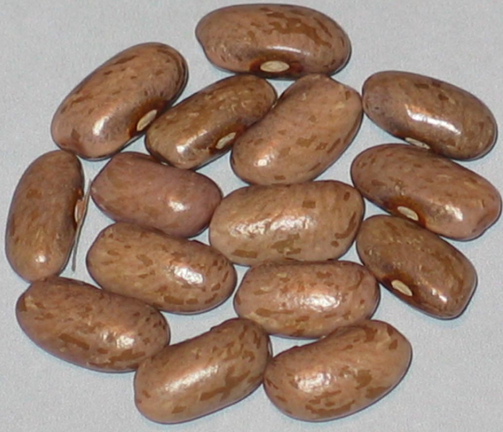 #34C-97-97A-02-#1 Cold Spring Pinto Segregation #2 kb.jpg