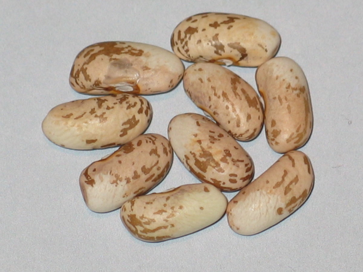 34C - 97-98A-02 -Cold Spring Pinto.jpg