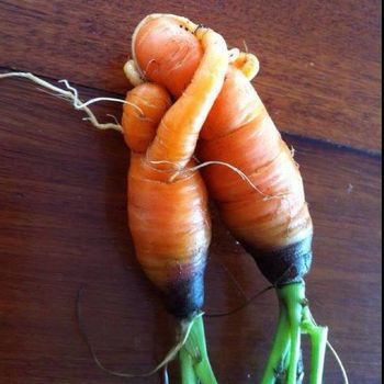350x700px-LL-be96d574_10393828_10152054411066160_3005938062108704466_n.jpg