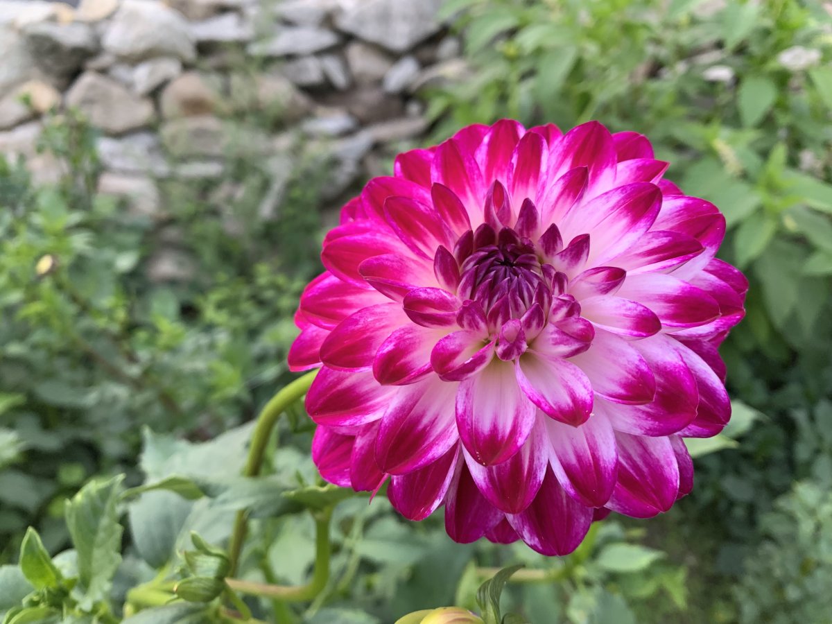 37A5D4CF-AB23-450A-9E8F-F41DC67FD9A1.jpeg