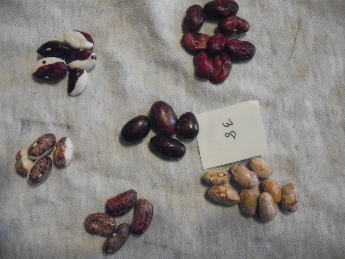 38 All Beans.JPG