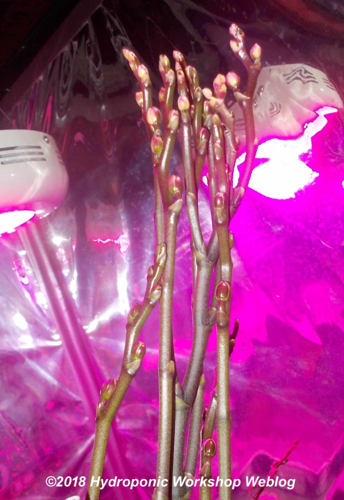 38buds.jpg