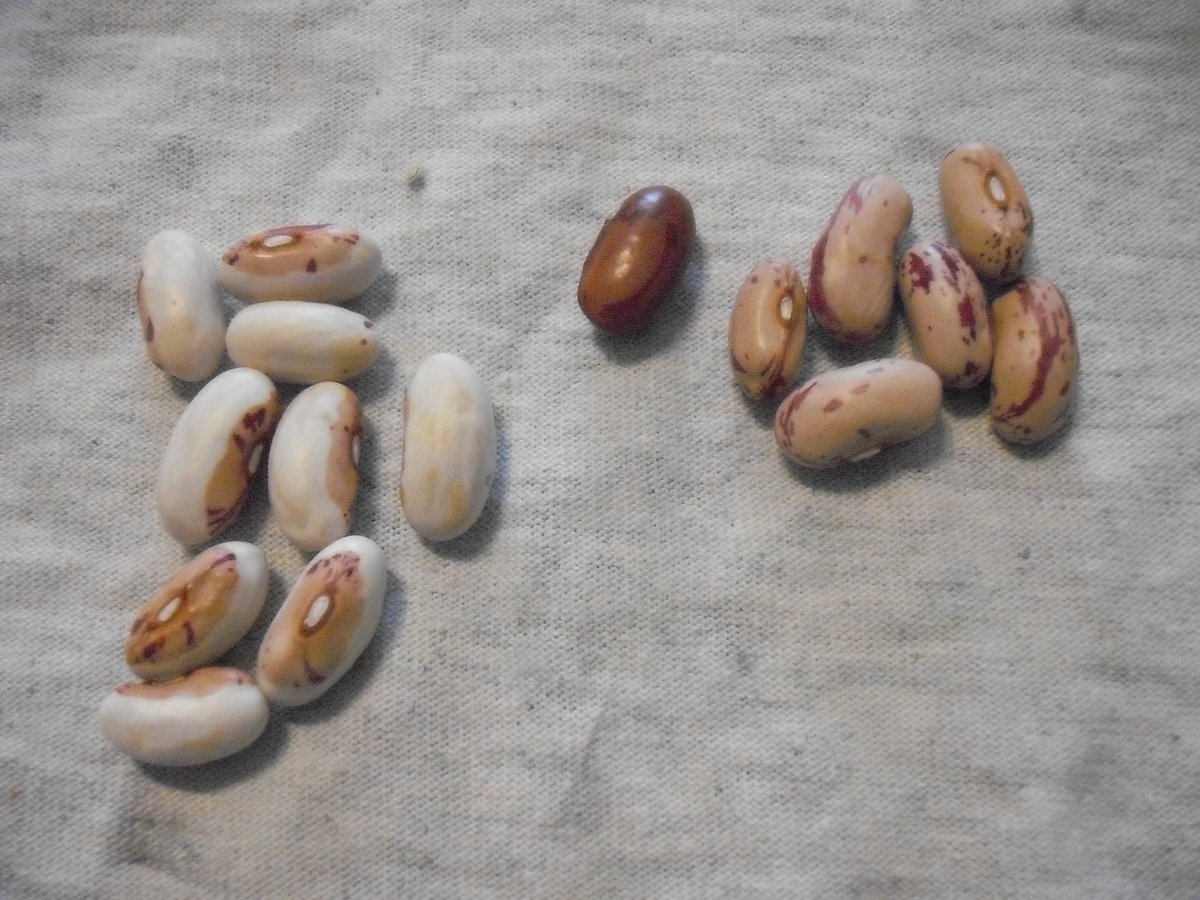 39A All Beans.JPG