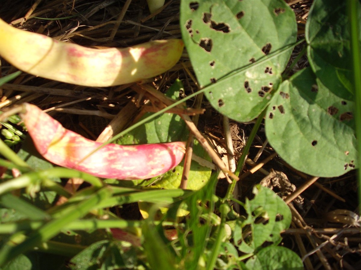 39A striped cured pod.JPG
