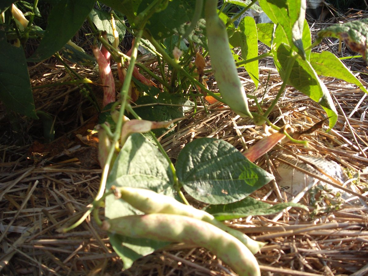 39A Striped green pods.JPG