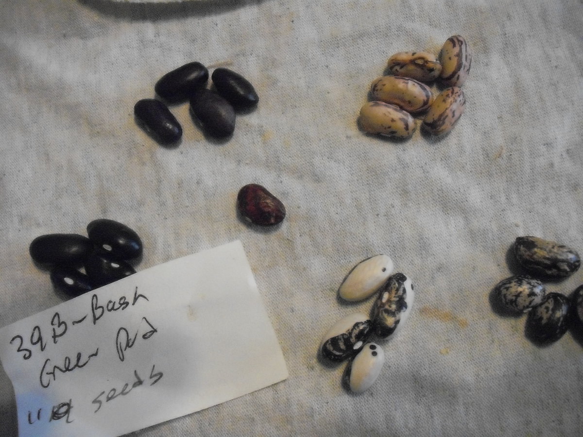 39B All Beans.JPG