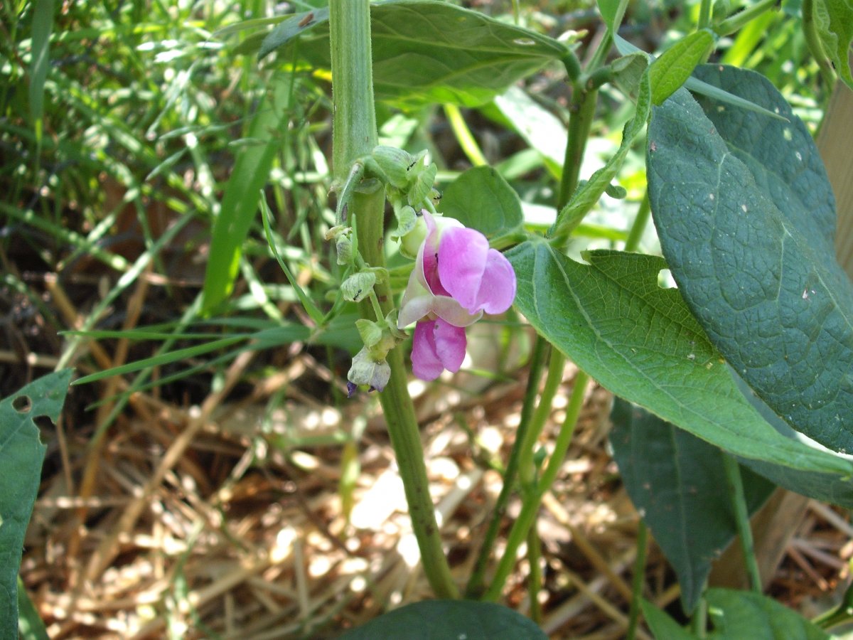 39B Bloom.JPG