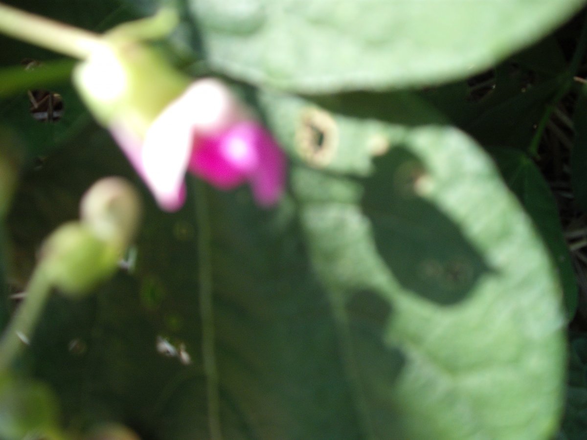 39B Blossom.JPG