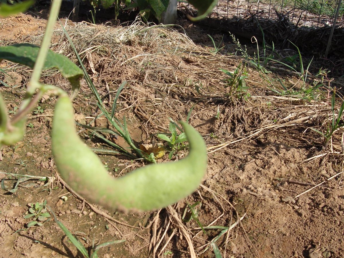 39B Green Pod.JPG