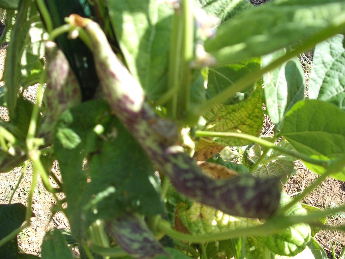 39B Purple Pod.JPG