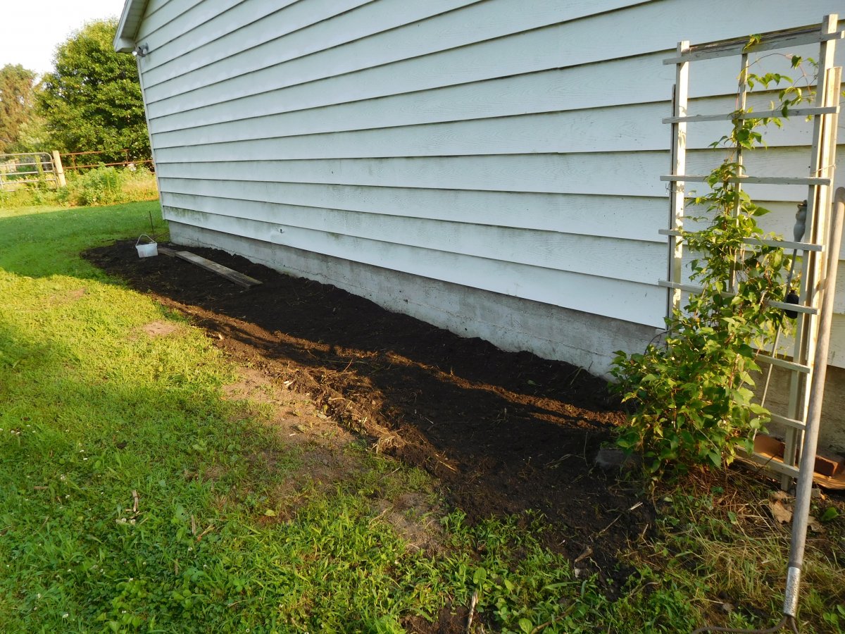 3rd shot of the cleanup, tomato bed, 06-01-19.jpg