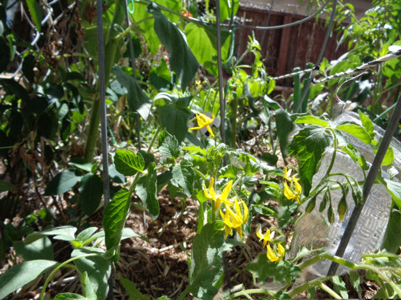 4 14 15 Tomato Flowers email.jpg