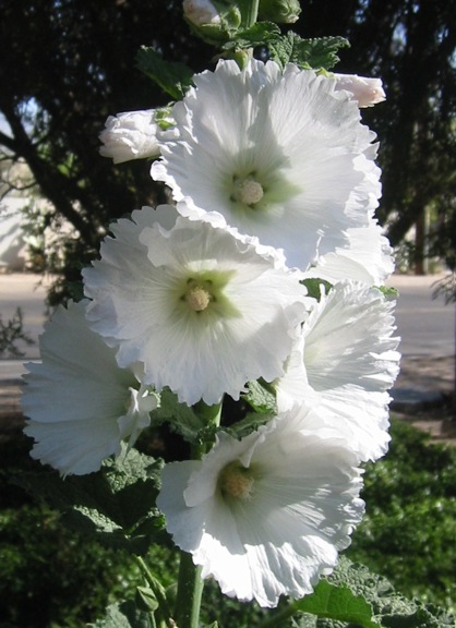 4 3 2014 Hollyhock 006 email.JPG