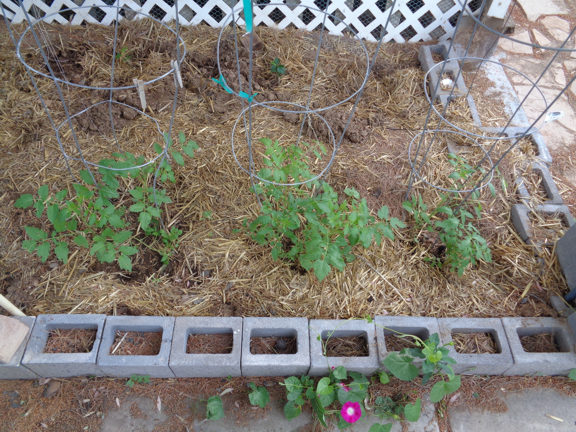 4 9 2015 Tomato Plant email.JPG