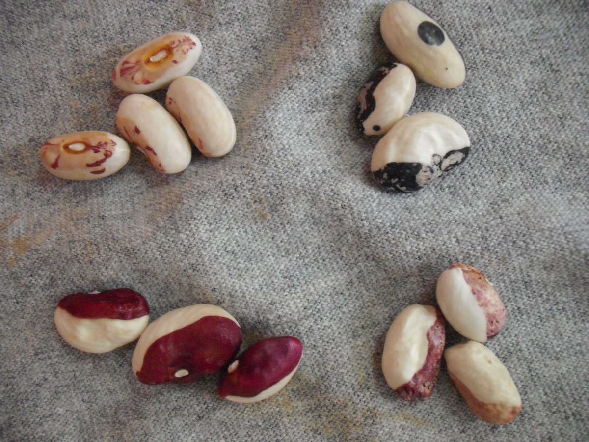 4 beans same pattern.JPG