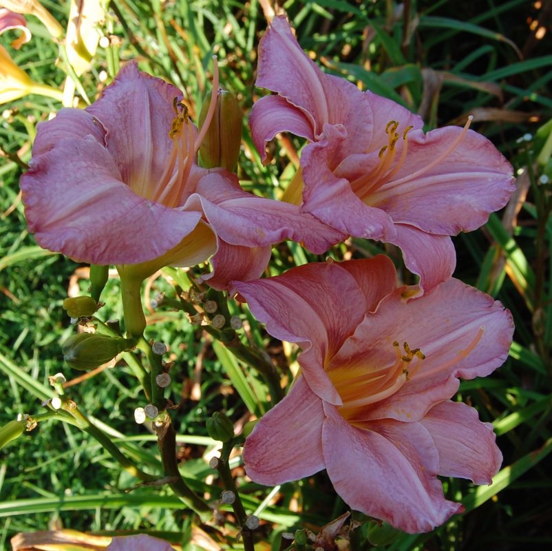4 pinkish.jpg