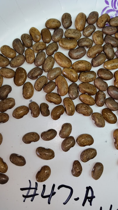 47-A seed.jpg