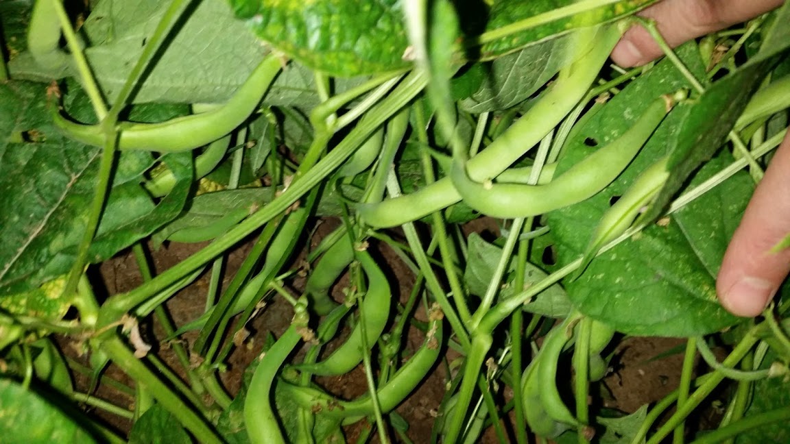 48 pods.jpg