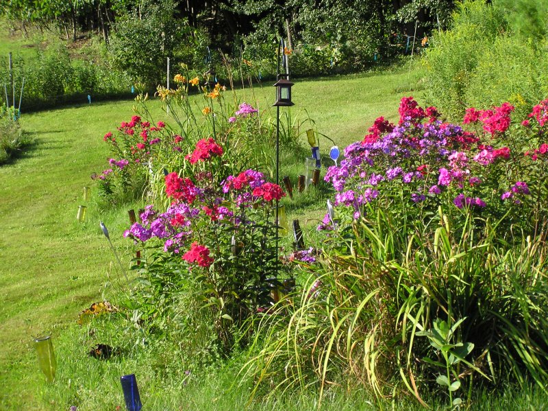 4b_Phlox9or10Aug2011a.jpg