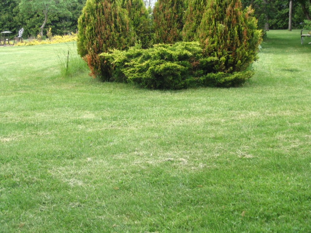5 GOLD JUNIPER.JPG