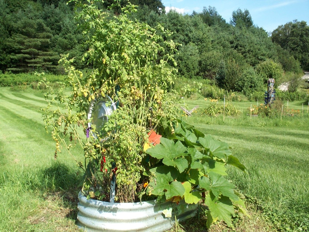 59_TomatoesSquash6Aug2023d.JPG