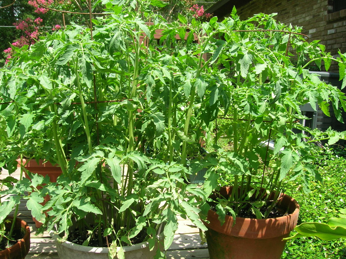 6-11-12 004.jpg