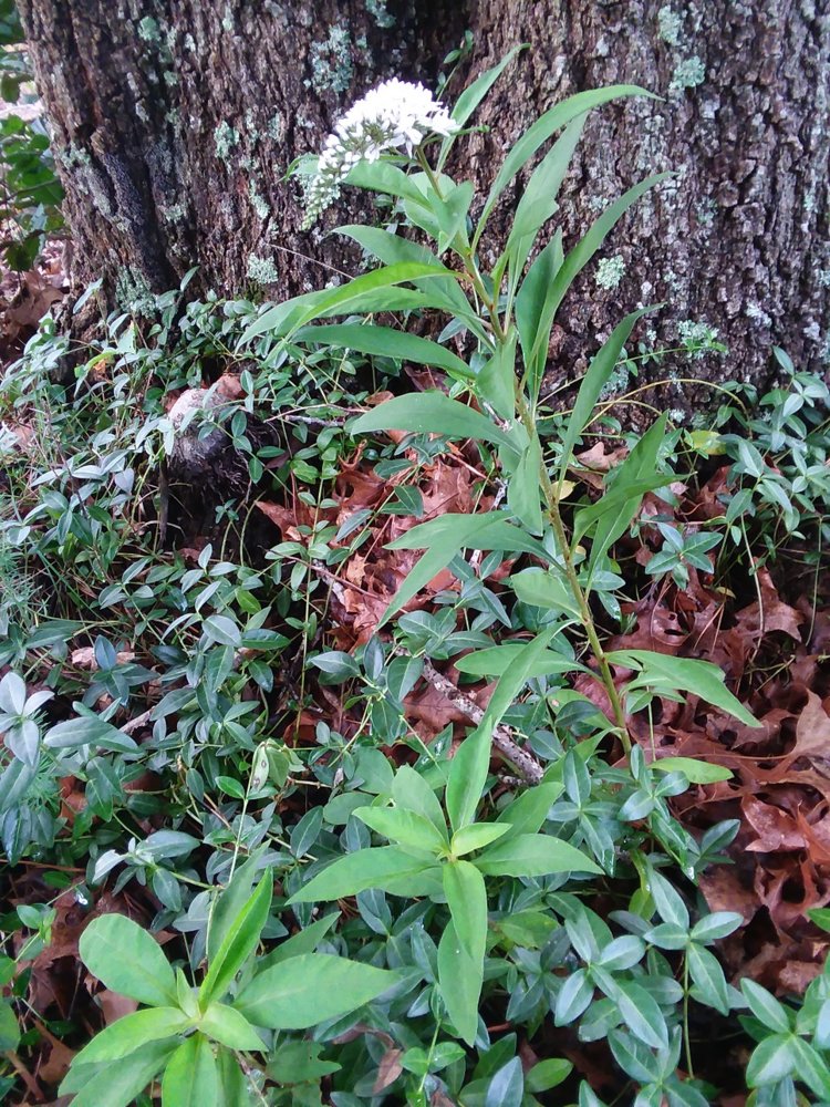 6.9.18 base of oak tree.jpg