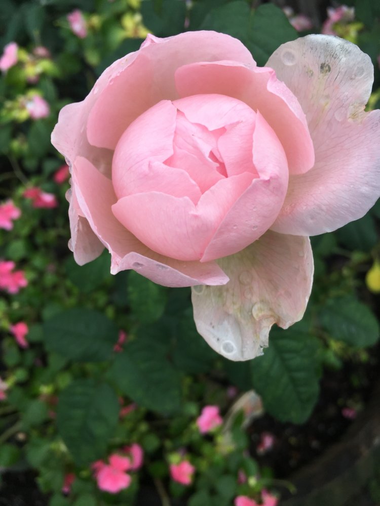 6D254E5C-780A-49E7-BE04-1C1B6247C916.jpeg