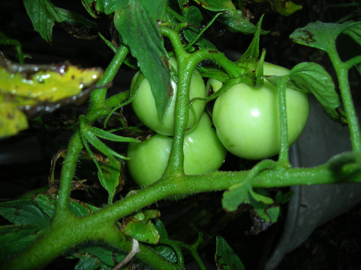 7-21-12 041.jpg