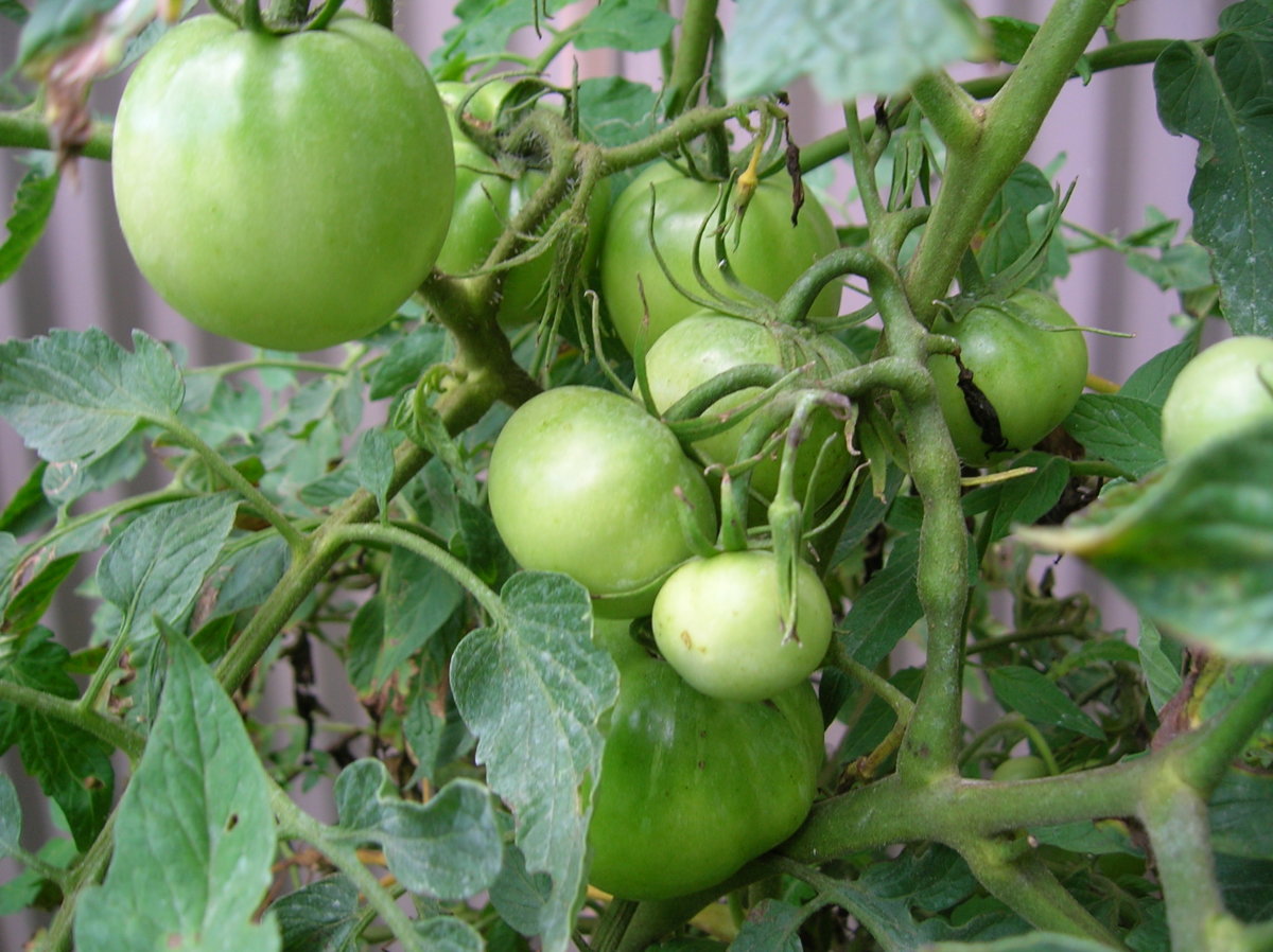 7-26-12 009.jpg
