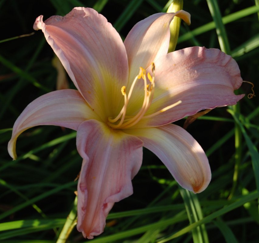 7 pinkish.jpg