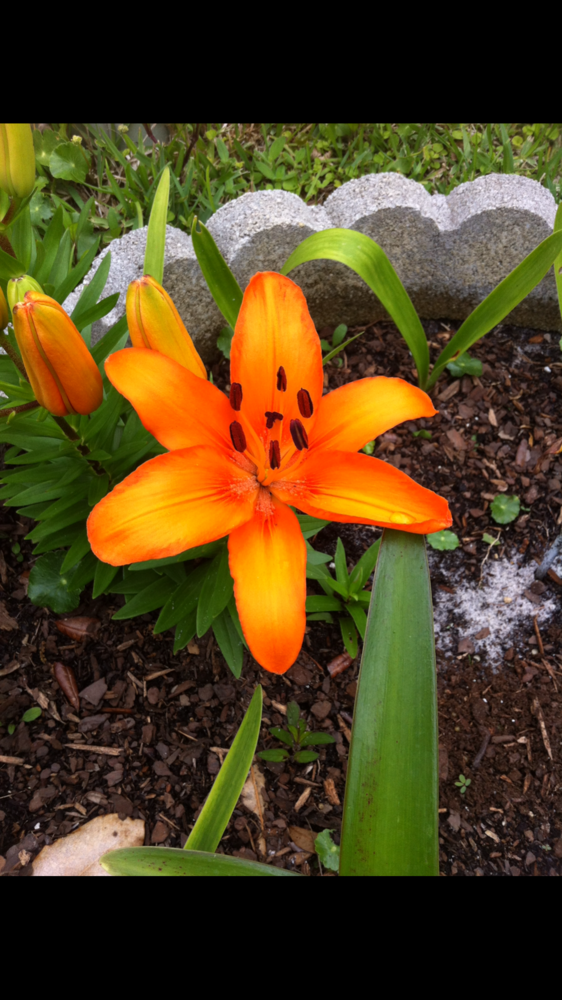 783103DE-55A8-428B-BD82-7B9E11C5F0A6.png