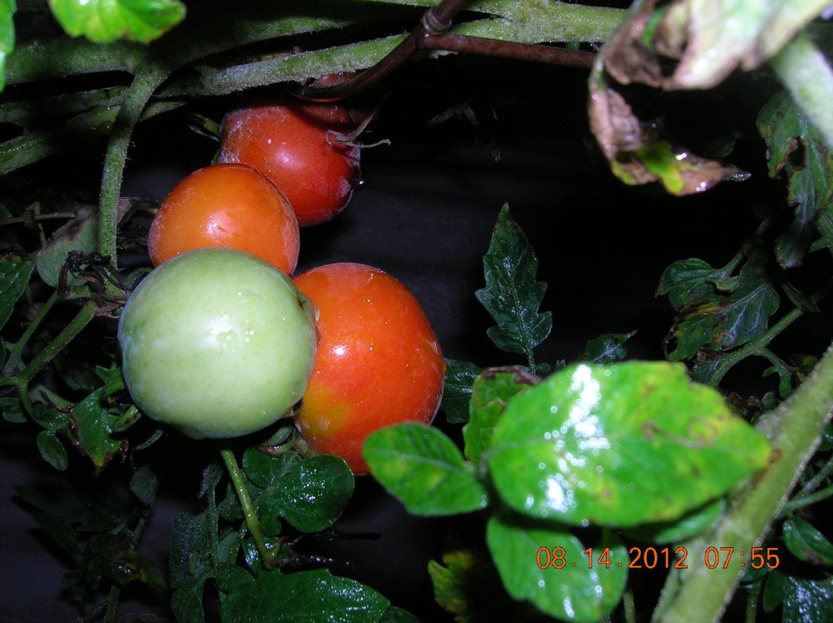 8-14-12 002.jpg