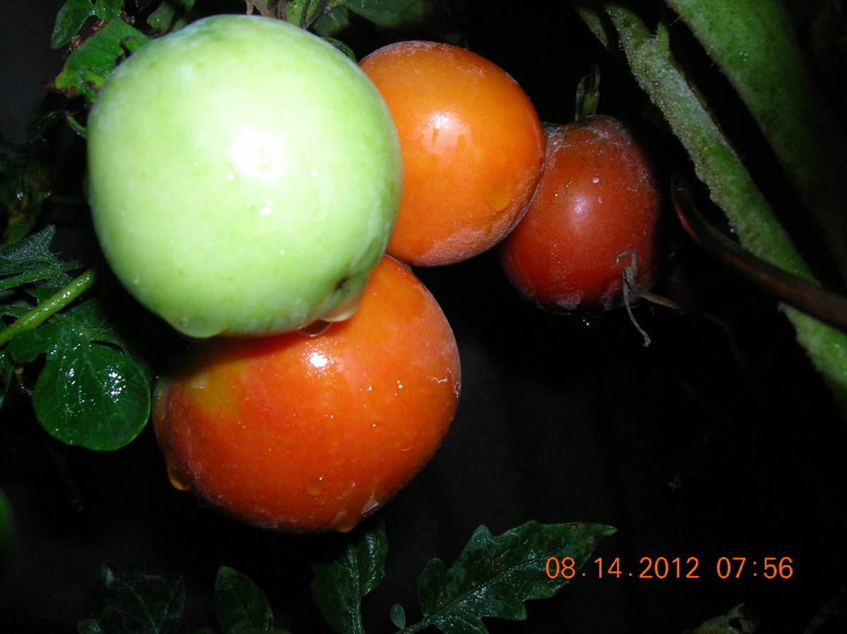 8-14-12 003.jpg