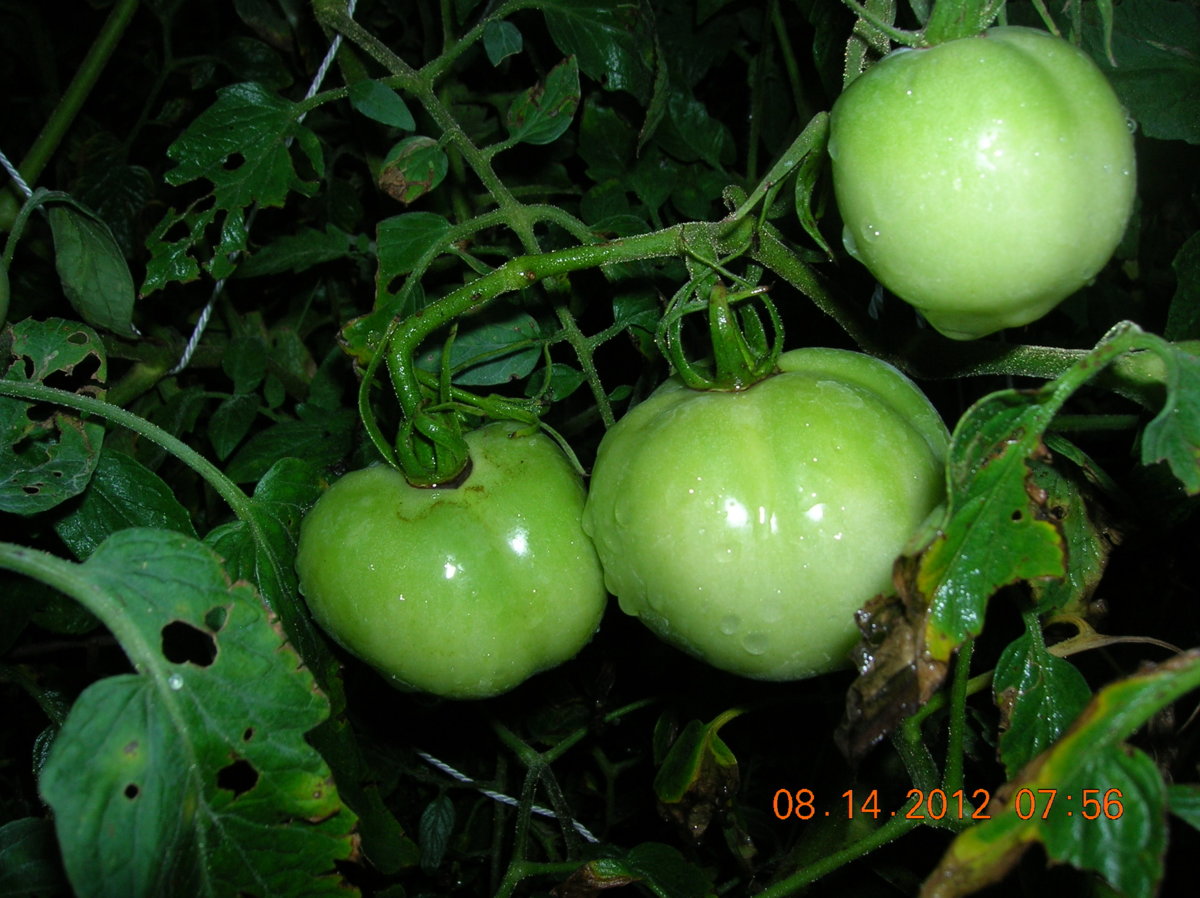 8-14-12 006.jpg