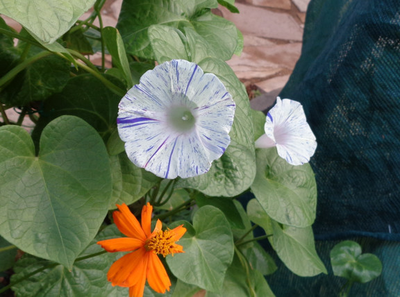 8 17 2014 Striped Morning Glory 01 email.JPG