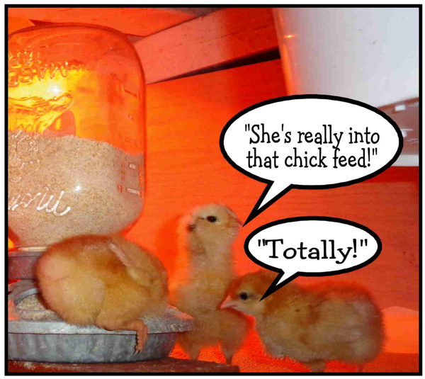 8 20 16 Chick Feed email.JPG