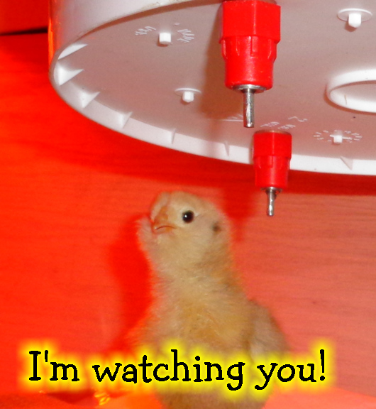 8 20 16 watching you.jpg