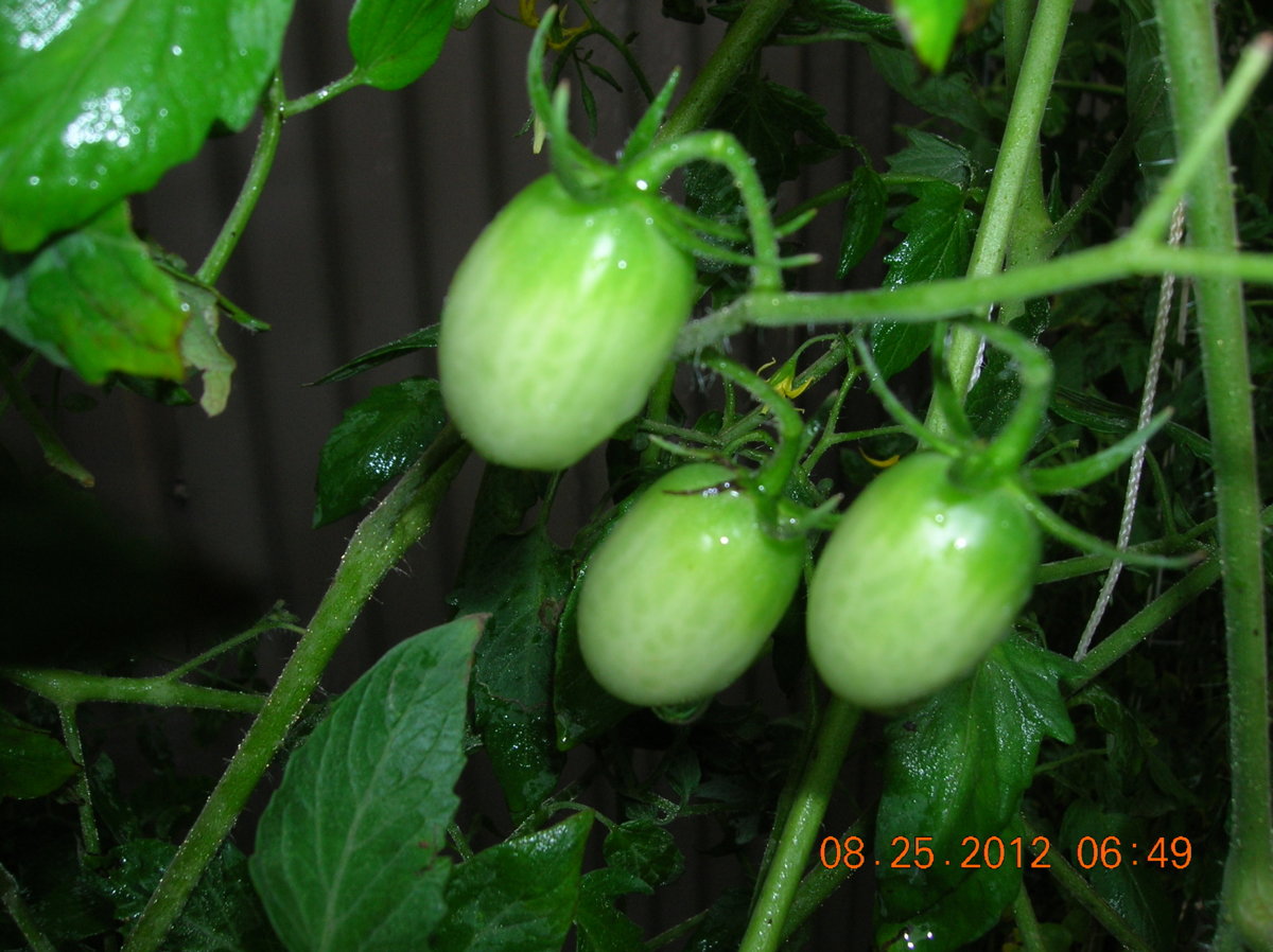 8-25-12 023.jpg