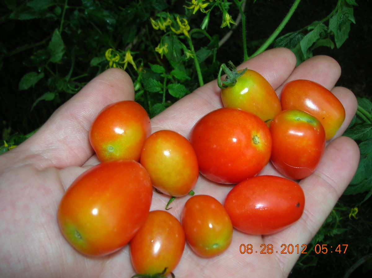 8-25-12 122.jpg