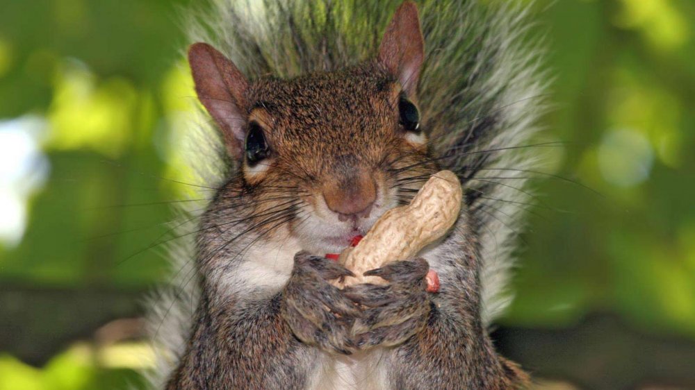 8-Animal-Wallpapers-1080x1920.jpg
