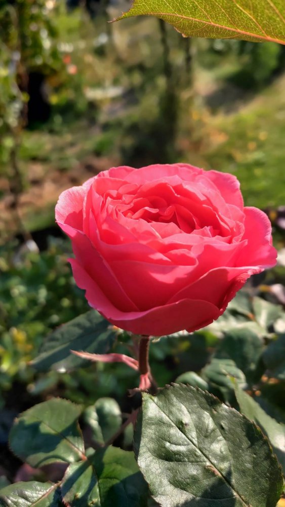 8159.jpg